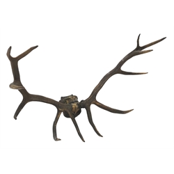  Taxidermy - Set of large Royal Stag antlers on shaped oak plaque, W119cm, H60cm, D90cm  