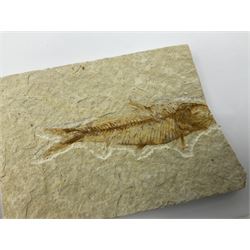 Four fossilised fish (Knightia alta) each in an individual matrix, age; Eocene period, location; Green River Formation, Wyoming, USA, largest matrix H6cm, L11cm
