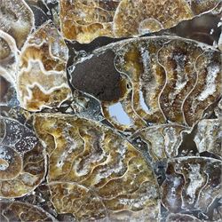 Polished ammonite plate, formed of individual ammonites, age: Jurassic period, D28cm