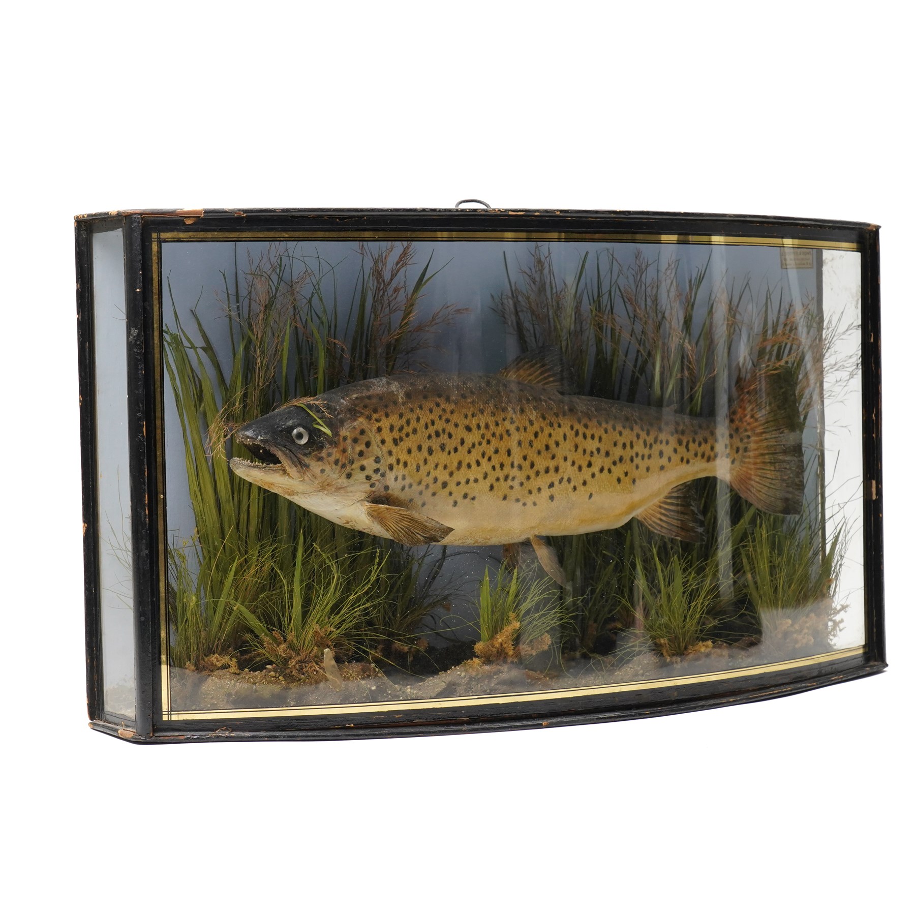 Taxidermy - Brown Trout (Salmo Trutta), skin mount set over river bed, with reeds and ferns, against blue painted back drop, enclosed within an ebonised bow-front display case, W58cm 