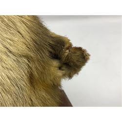 Taxidermy; Red fox mask (Vulpes vulpes), with mouth agape bearing teeth and ears back, mounted upon oak shield