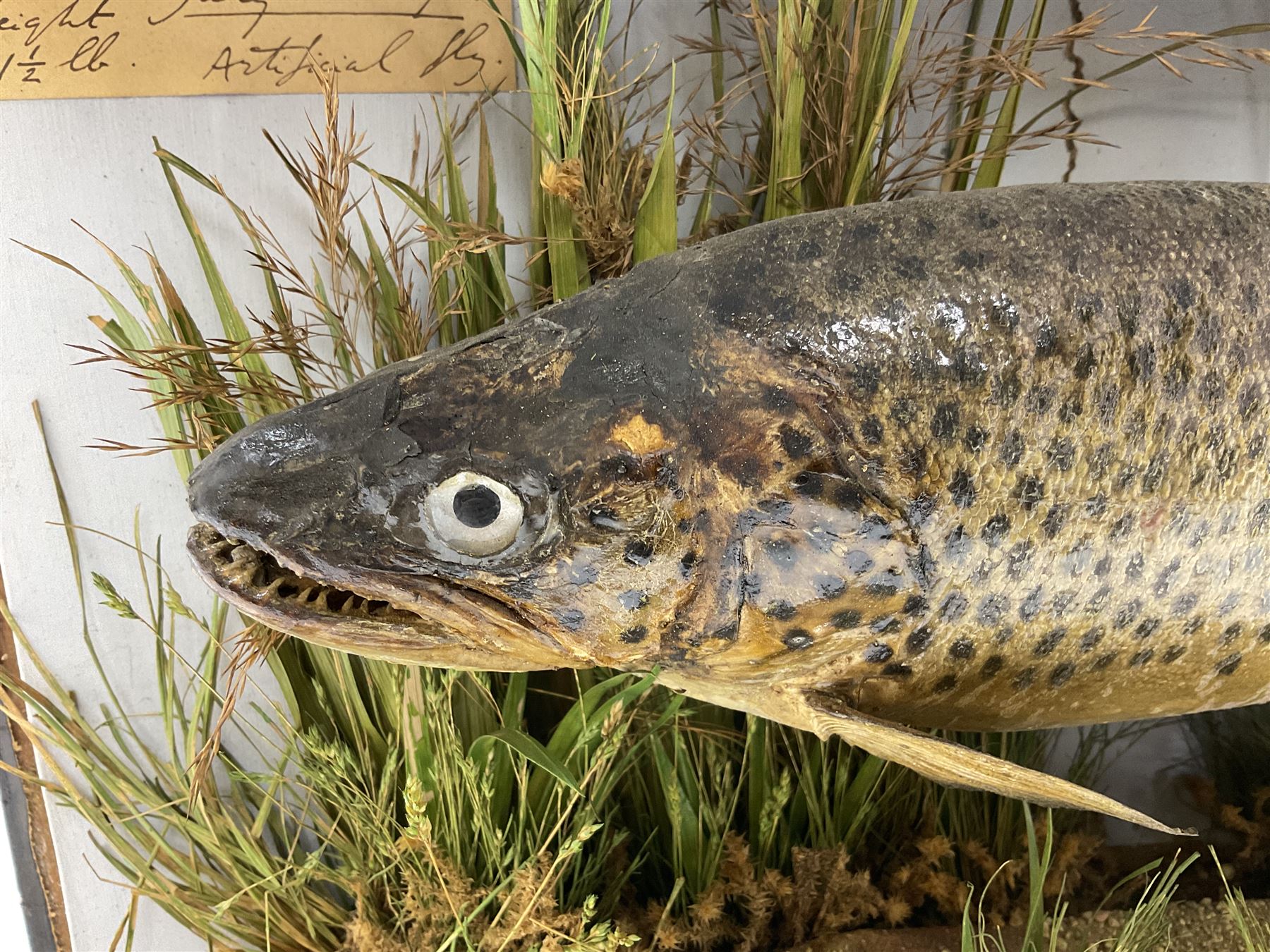 Taxidermy: Brown trout (Salmo trutta), preserved by John Cooper & Sons, 28 Radnor Street, St Luke's, London, skin mount set above a pebbled river bed with reeds and grasses, set against blue painted back drop, inscription to the back drop 'Trout caught by Rev R.S. Ricketts at Kirkham Bridge July 1st 1890, artificial fly, weight 1.5lb', L50cm H26cm 