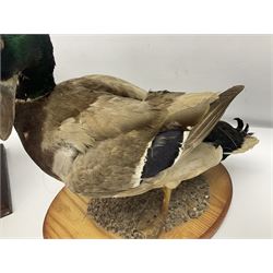 Taxidermy; Barnacle goose (Branta leucopsis), full adult mount, upon a rectangular base, together with Mallard (Anas platyrhynchos), full mount drake, upon an oval base, goose H28cm
