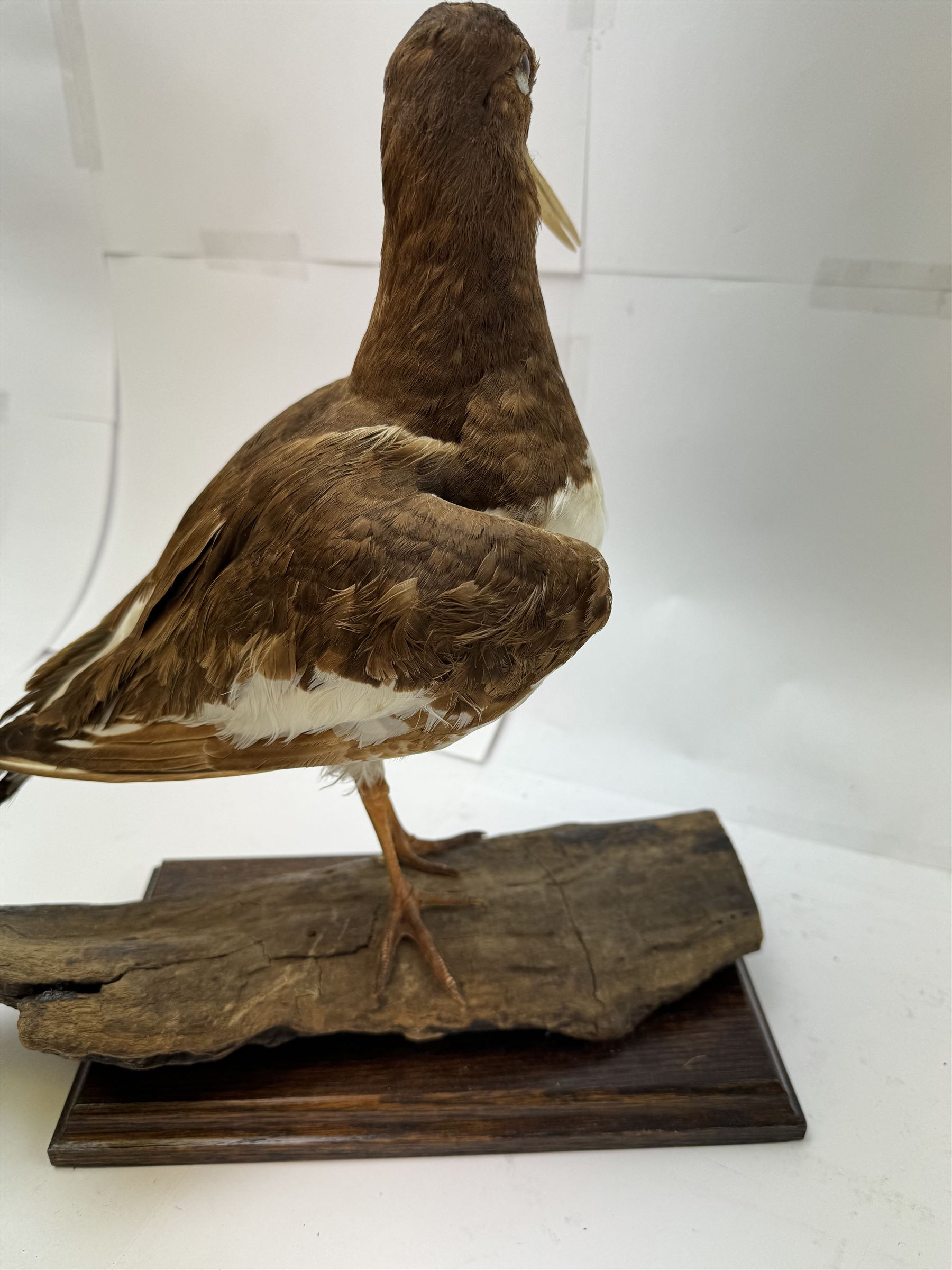 Taxidermy; Oystercatcher (Haematopus ostralegus), stoop upon driftwood upon a stepped wooden base, H35cm 
