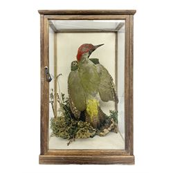 Taxidermy: Cased Green Woodpecker (Picus viridis), full adult mount  perched upon a tree against a white ground encased within three panel glass display case, H38, L24cm 