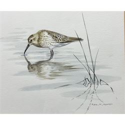 Alan M Hunt (British 1947-): Curlew in Water, watercolour signed 17cm x 21cm