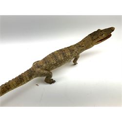 Taxidermy: Spectacled Caiman (Caiman crocodilus), H16cm, L64cm.