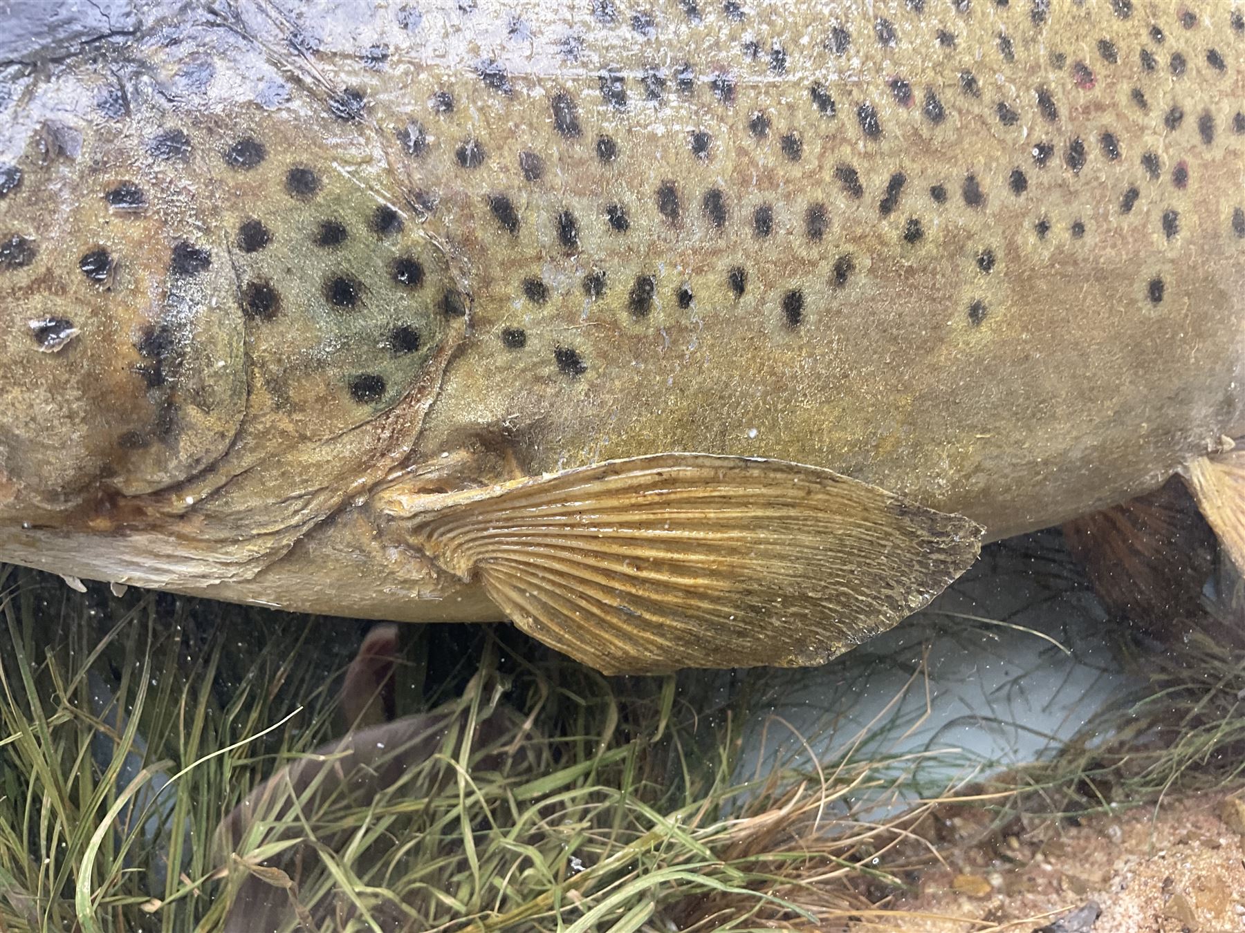 Taxidermy: Brown trout (Salmo trutta), skin mount set above a pebbled river bed with reeds and ferns, against blue painted back drop, enclosed within an ebonised bow-front display case, with 'Costa Beck June 8th 1920, Weight 3 3/4lbs',inscribed to the glass, H31cm, L62cm 