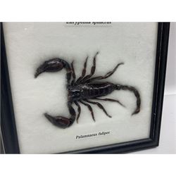 Entomology: Framed set of three specimens comprising two Giant Forest Scorpions (palamnaeus fulvipes) and a Tarantula (eurypeima spinicrus), together with another framed Giant Forest Scorpions (palamnaeus fulvipes)