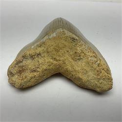 Large Megalodon (Otodus Megalodon) tooth fossil, with fine serrations, age; Miocene period, H11.5cm, W9cm

Notes; Believed to have grown as large as 18 metres, the Megalodon was the largest shark and one of the most dominant marine predators ever to have existed. It roamed the ancient seas for around 20 million years until their extinction around 3.6 million years ago.  Megalodon teeth vary in colour and ton. influenced and coloured over the millennia by the conditions in which they are preserved