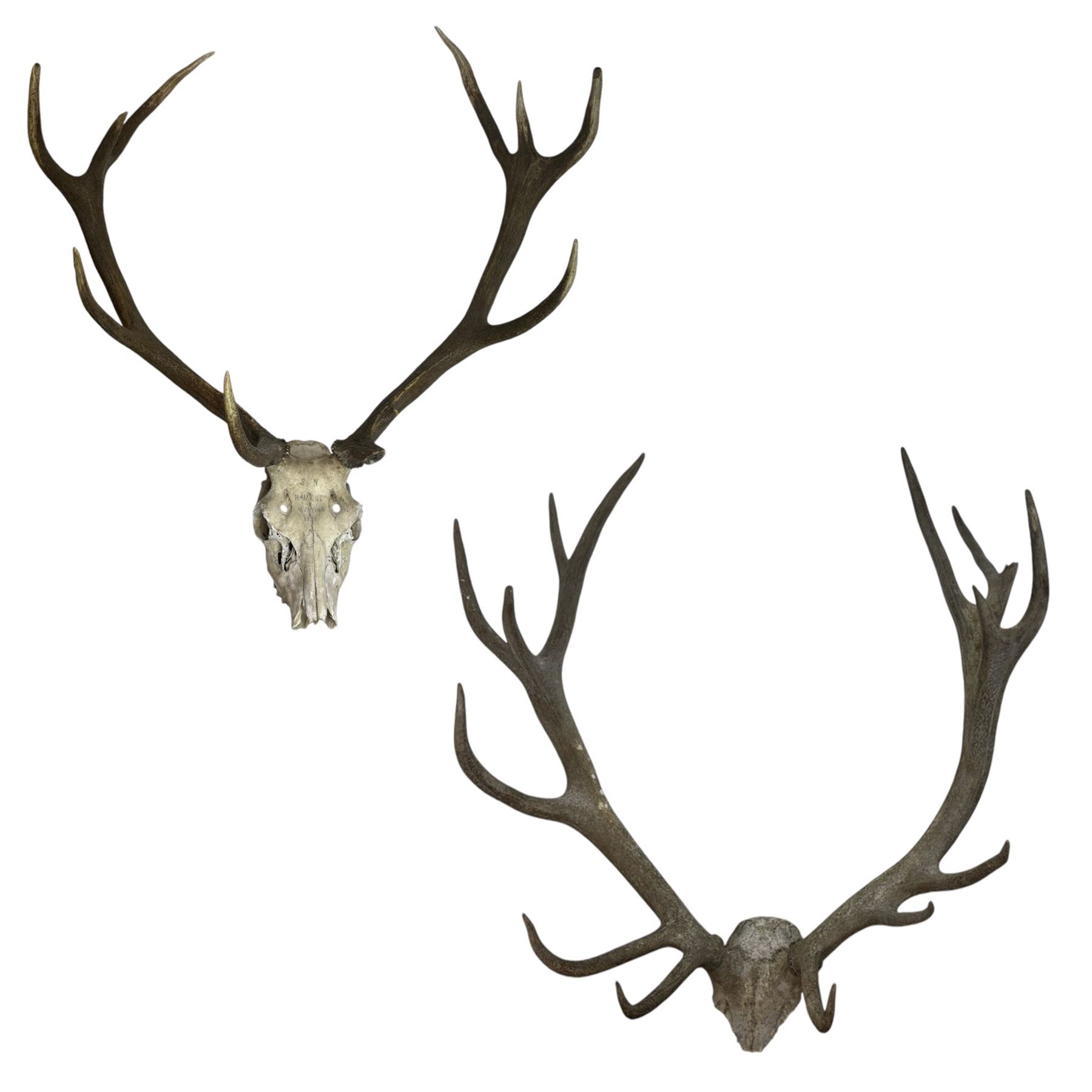 Antlers/Horns; two pair of Red Deer (Cervus elaphus) antlers upon partial skulls