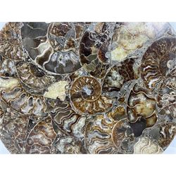 Polished ammonite plate, Jurassic period, formed of individual ammonites, D28cm 
