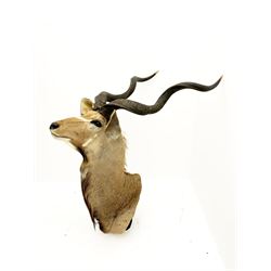 Taxidermy: Greater Kudu (Tragelaphus Strepsiceros), adult male shoulder mount, H170cm