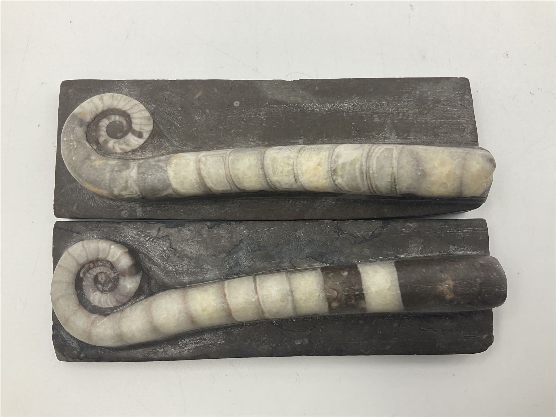 Two polished Lituites lituus fossils, together with four Scutella echinoids, fossilised fish and three other fossils and two minerals 