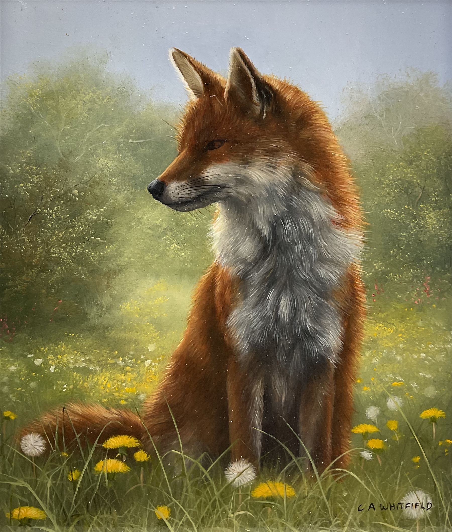 Carl Whitfield (British 1958-): 'Fox in Meadow', oil on board signed 14cm x 11.5cm
Provenance: with Lairgate Galleries, Beverley, original receipt verso