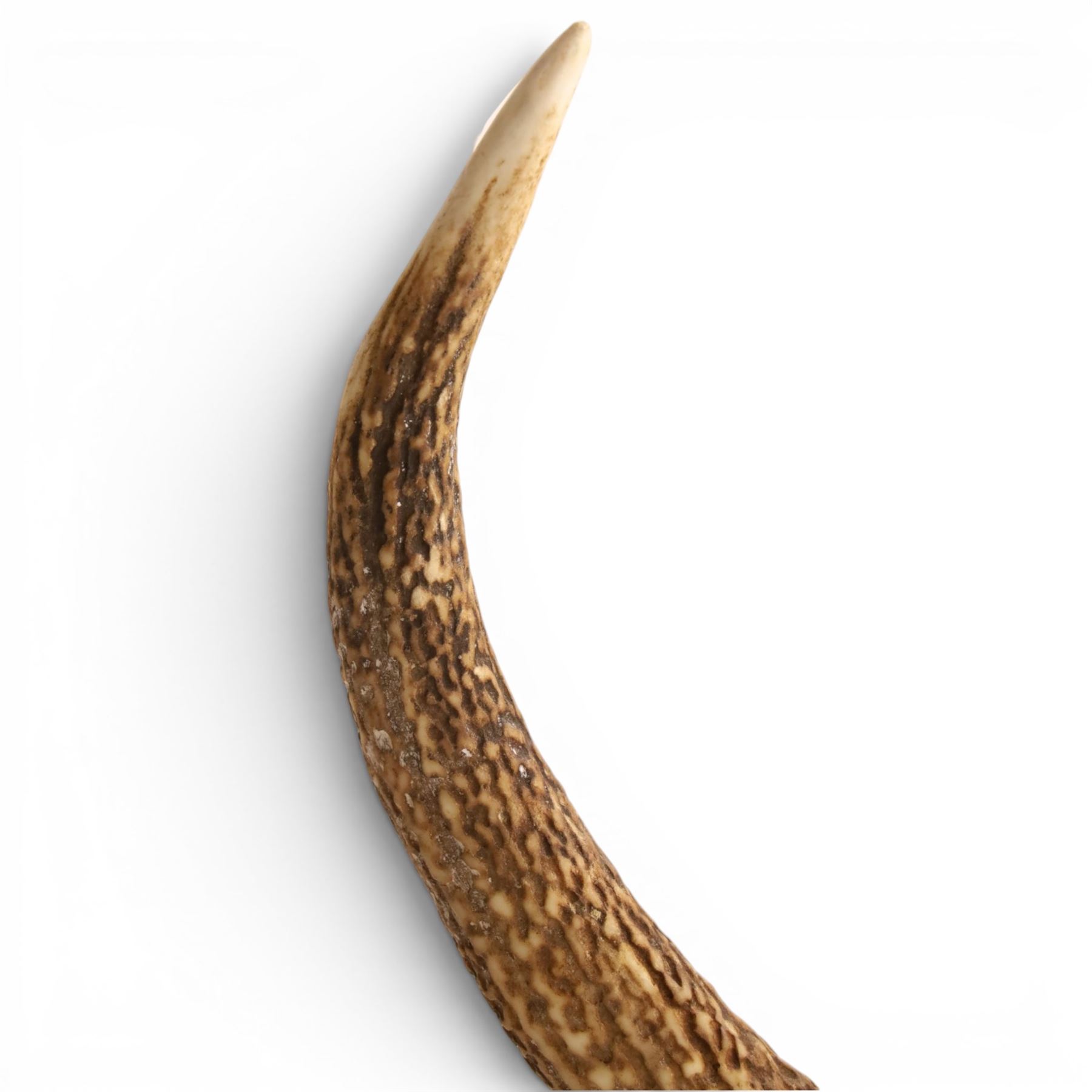 Antlers/Horns - Pair of Red Deer (Cervus elaphus) antlers on skull, H117cm