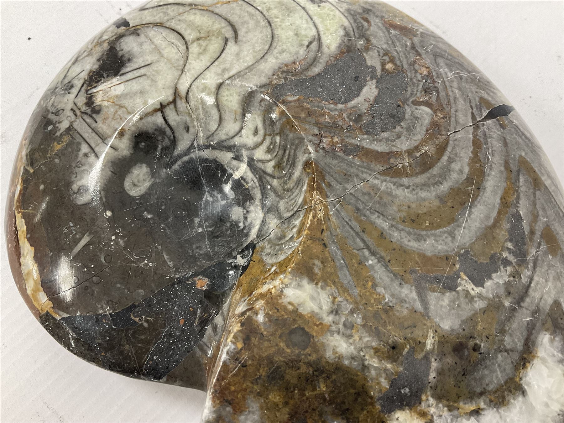 Large polished goniatite, age Devonian period, location Morocco, H16cm, L22cm