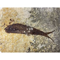 Three fossilised fish (Knightia alta) each in an individual matrix, age; Eocene period, location; Green River Formation, Wyoming, USA, largest matrix H10cm, L13cm, and polished ammonites