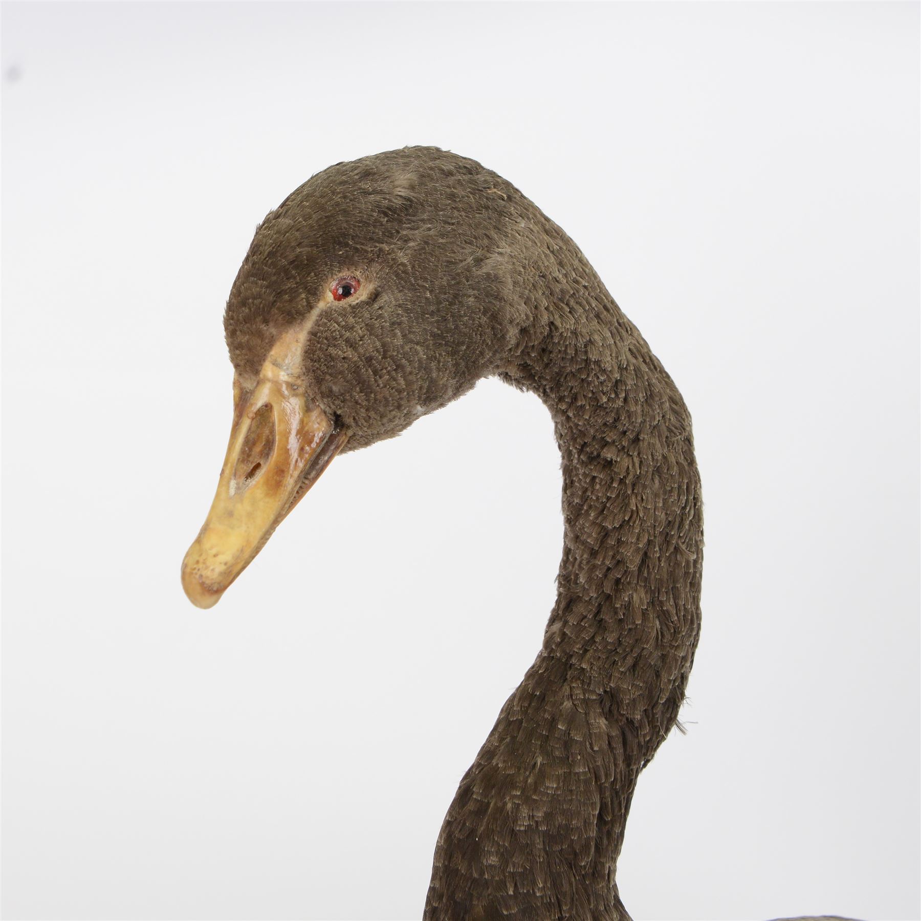 Taxidermy: Black Swan (Cygnus atratus), full mount adult looking straight ahead, stood upon an oval pebble covered base, H68cm
