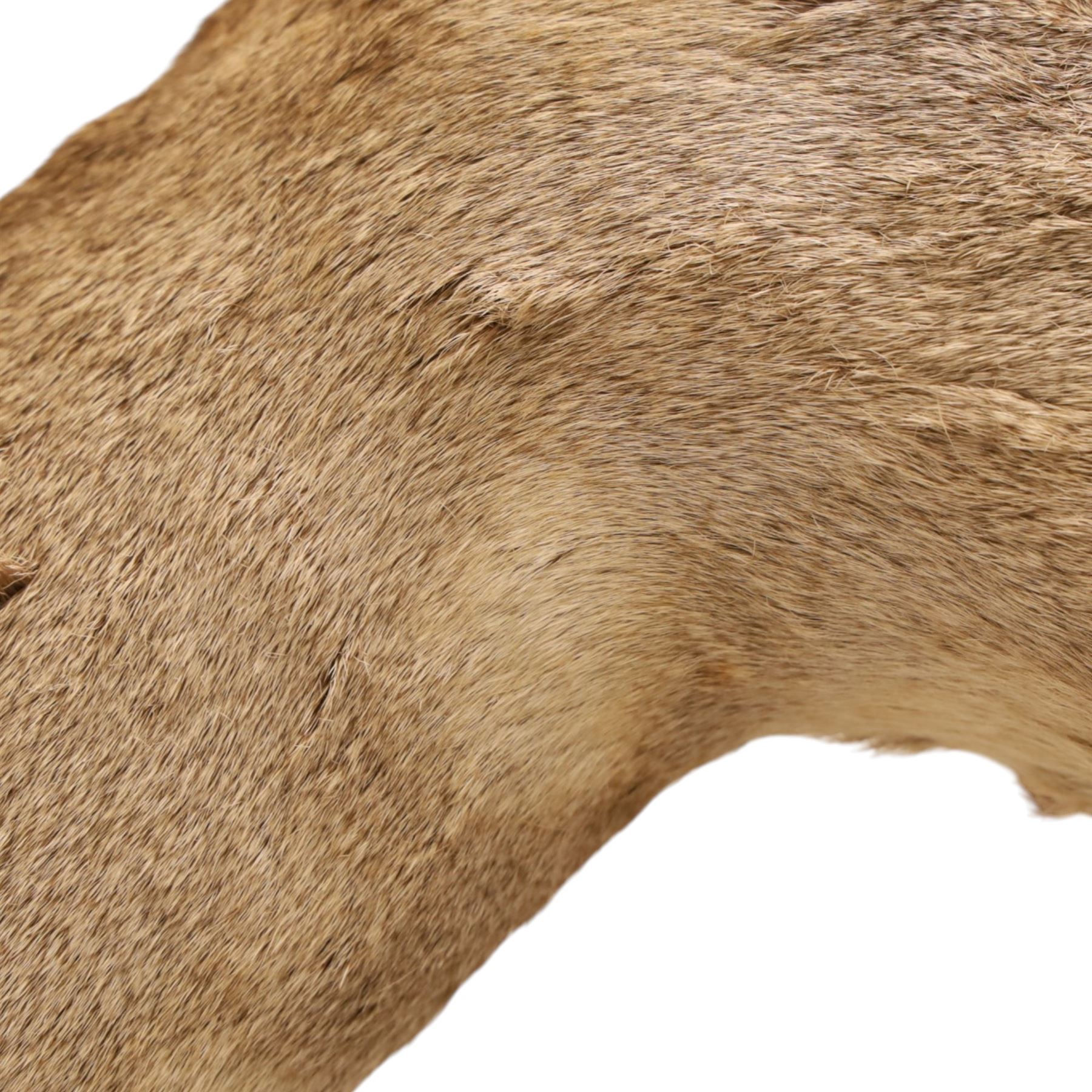 Anthropomorphic Taxidermy - Roe Deer (Capreolus capreolus), smartly dressed in spectacles and bowtie, mounted on wooden shield, H50cm
