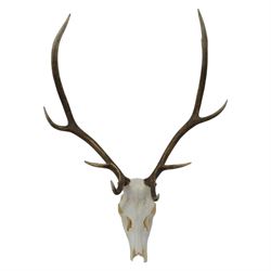 Antlers/Horns: Pair of Red Deer (Cervus elaphus) antlers on skull, H105cm