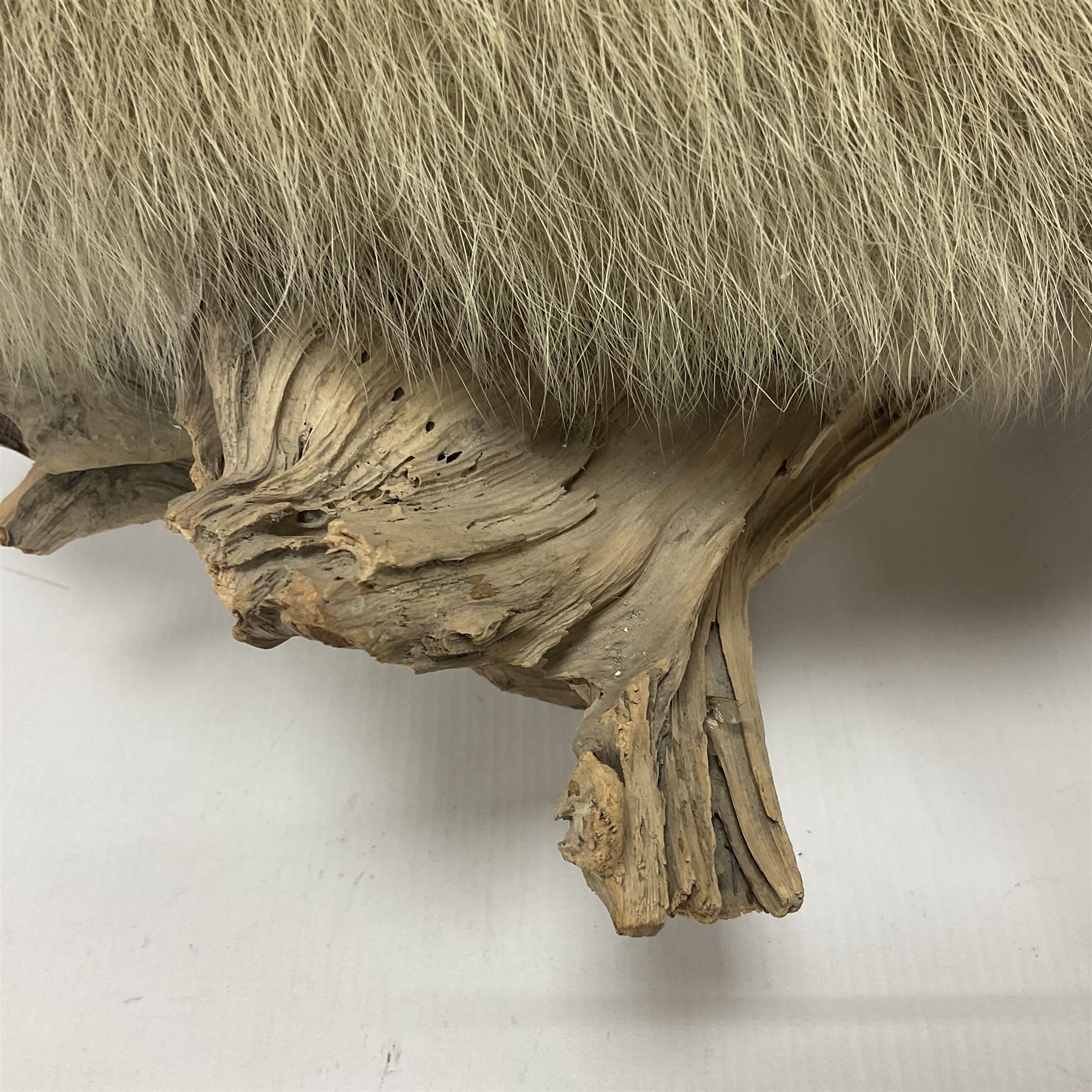 Taxidermy: Alpine Marmot (Marmota marmota), full adult mount stood upon a wooden base, H29cm 