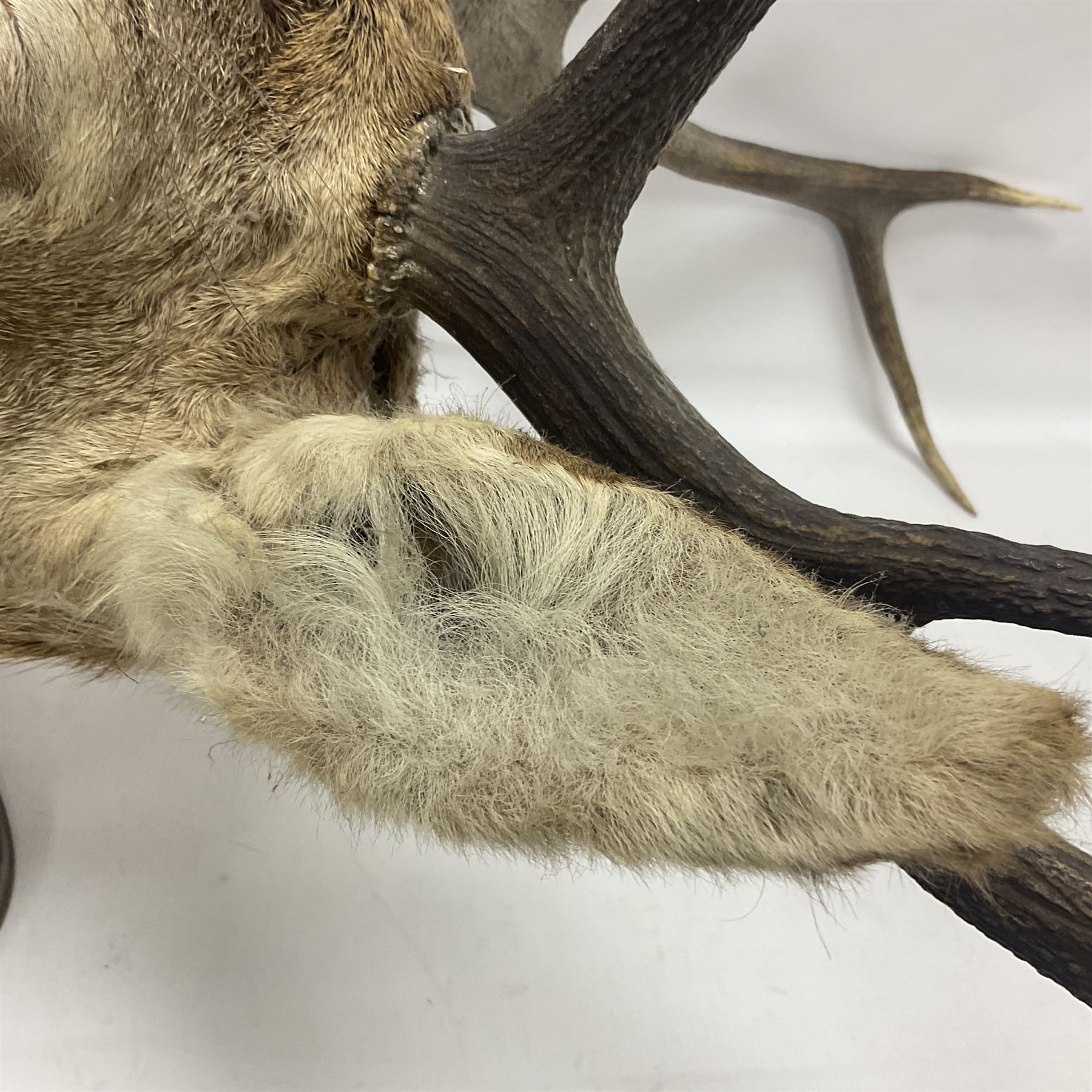 Taxidermy: Red Deer (Cervus elaphus), adult male imperial stag shoulder mount looking straight ahead, ten point antlers, mounted upon a shaped wooden shield, D65cm