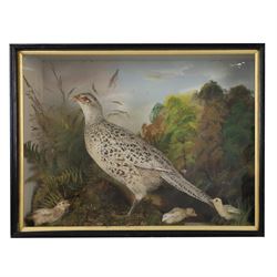 Cased taxidermy hen, pheasant and chicks
Taxidermy: cased ring-neck pheasant (Phasianus c...