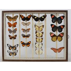 Entomology; British Natural History Museum wartime cabinets with eight double glazed draws with over two hundred butterfly specimens, including Lycaenidae, Dismorphia, Satyridae, Nymphalidae etc, The cabinets were used to house the entire collection of insects from the British Natural History Museum, which in turn were removed from the Museum to a safe place away from the London Blitz during World War Two, there were eight draws to each cabinet which had handles on the top for ease of lifting and transportation.They have adjustable corked wood slats so as to accommodate various size insects (Wing Spans etc), whilst keeping them in neat rows 