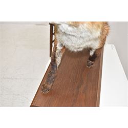 Taxidermy: Red Fox (Vulpes vulpes), full adult mount stood with mouth agape and mounted on an oak stepped plinth, H49cm