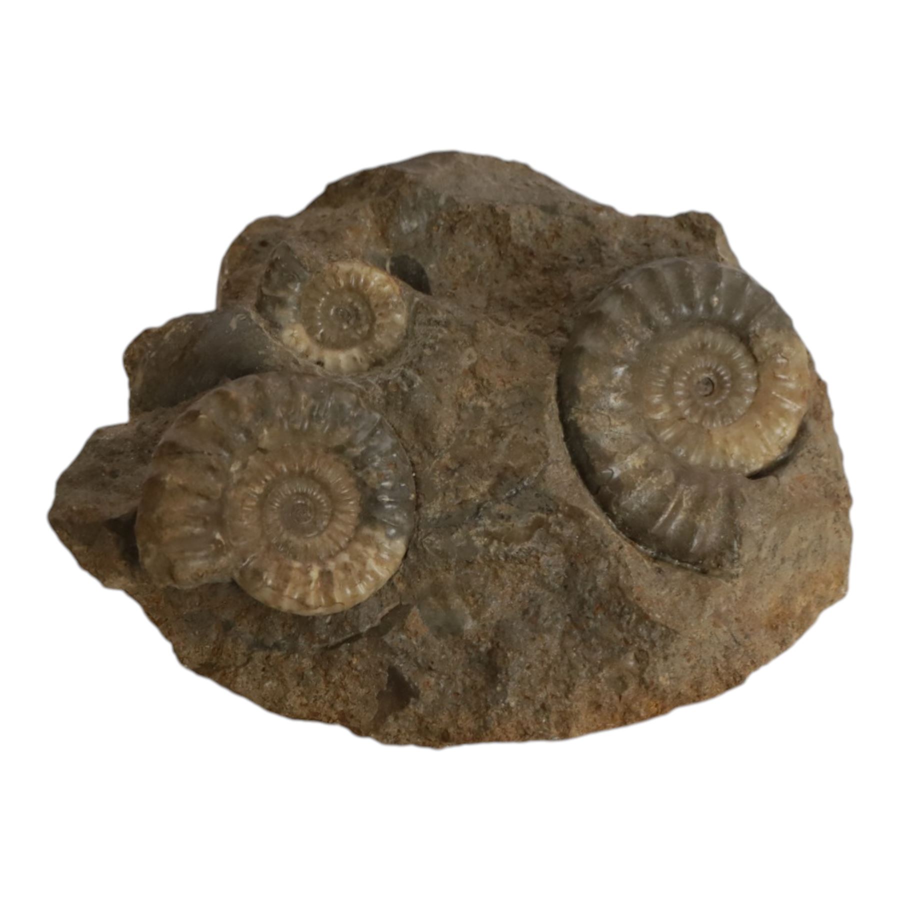 Aegasteroceras sp (ammonite) age; Lower Jurassic period, location; Scunthorpe, England, Cardinia hybrida (bivalve), age Jurassic period, location; Scunthorpe England, Promicroceras Planicosta (ammonites) age; Jurassic period, loication; Lyme Regis, England and other English specimens    