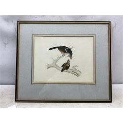 Circle of Prideaux John Selby (British 1788-1867): 'Lanius Collaris (Southern Fiscal) - Female and Young', 19th century pencil and watercolour unsigned, titled and inscribed 'From Sir Jardine and Mr Selby's collection of rare birds' on label verso, 21cm x 28cm 