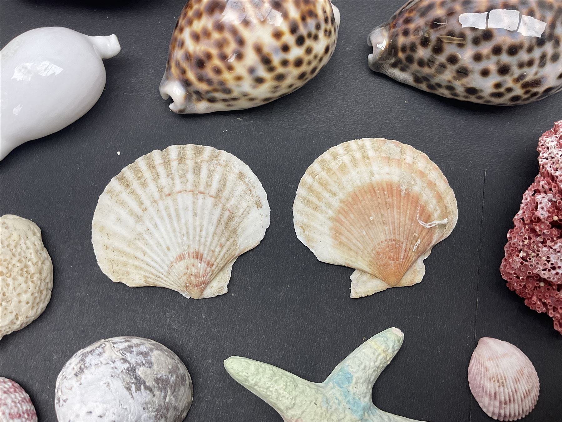 Conchology: collection of dried coral specimens together with a large collection of shells including cowrie shell, etc 