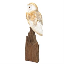 Taxidermy - European Brown Owl (Tyto alba), by Sarah Lancaster taxidermy, full adult mount with head turning to the left, perched atop a wooden stump, overall H57cm
With CITES Article 10 (non-transferable) licence no. 26GBA10ZJJFU2 - RTA
