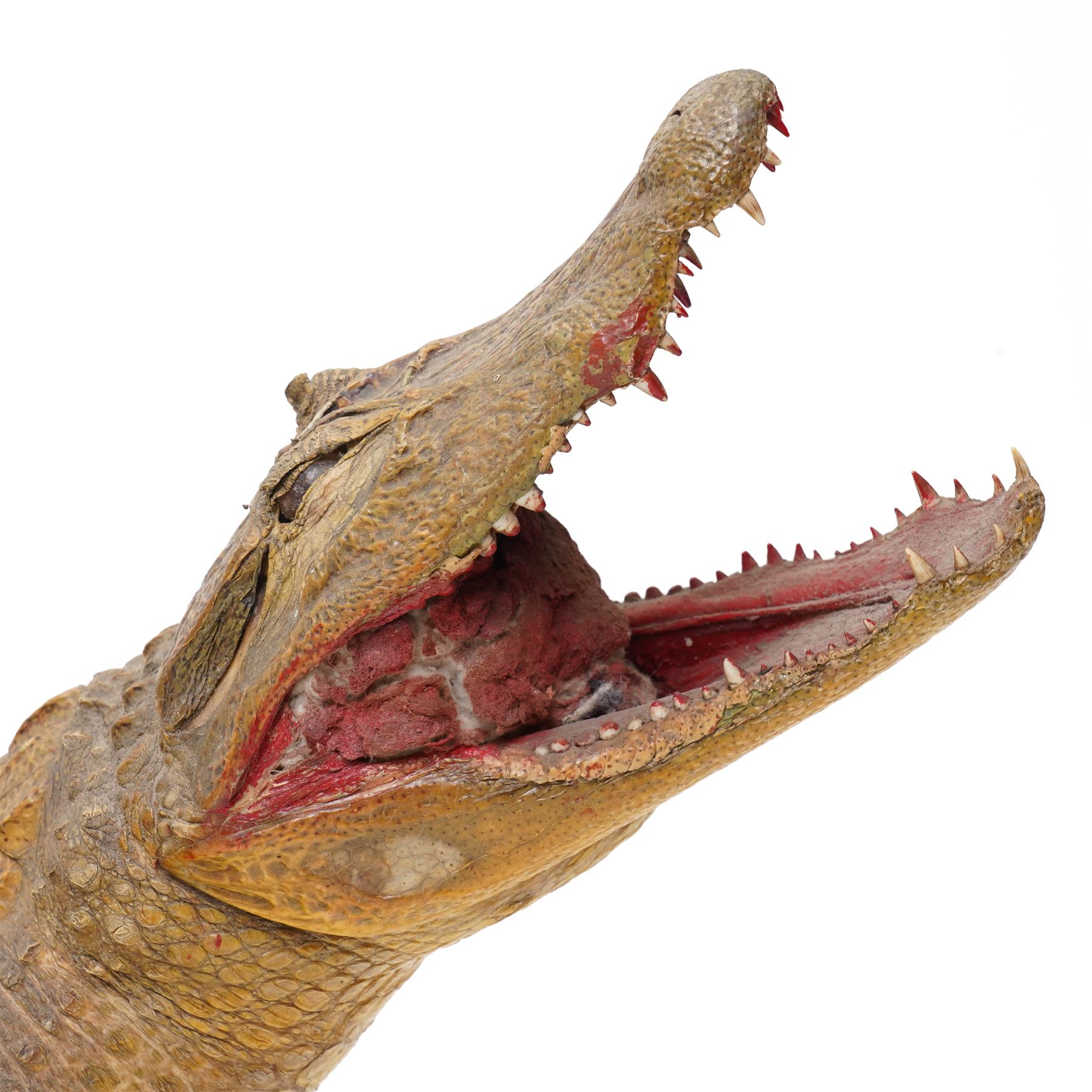 Taxidermy - Caiman Crocodile (Caiman Crocodilus), early 20th century full mount on open display, L90cm 
