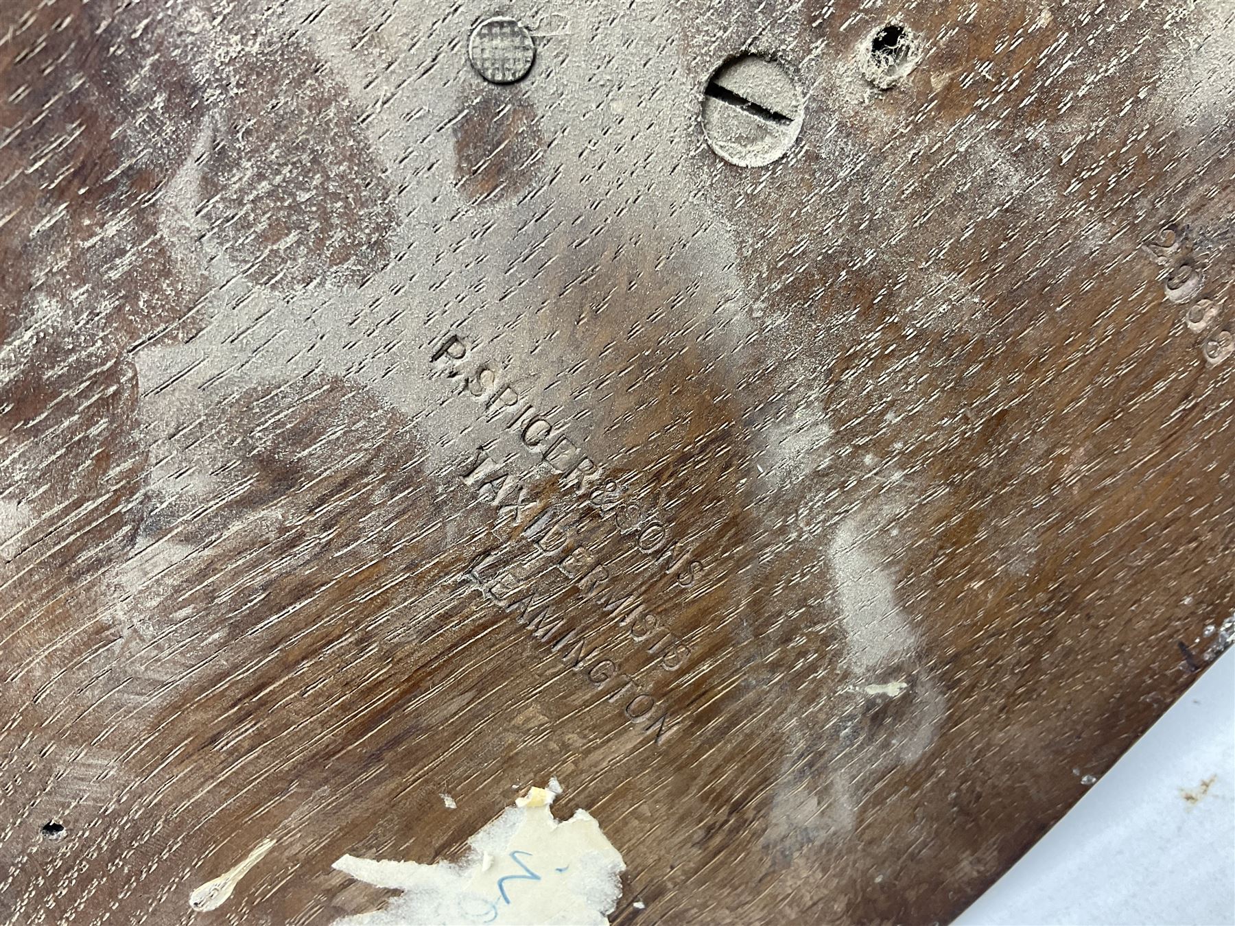 Taxidermy; Red Fox Mask (Vulpes vulpes) by Peter Spicer & Sons, Leamington, head turned to the left in snarling pose on oak shield with plaque 'Old Pumping Station Goathland March 31st 1933'