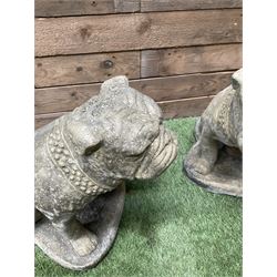 Pair of cast stone garden British bulldogs, on shaped plinths - THIS LOT IS TO BE COLLECTED BY APPOINTMENT FROM DUGGLEBY STORAGE, GREAT HILL, EASTFIELD, SCARBOROUGH, YO11 3TX