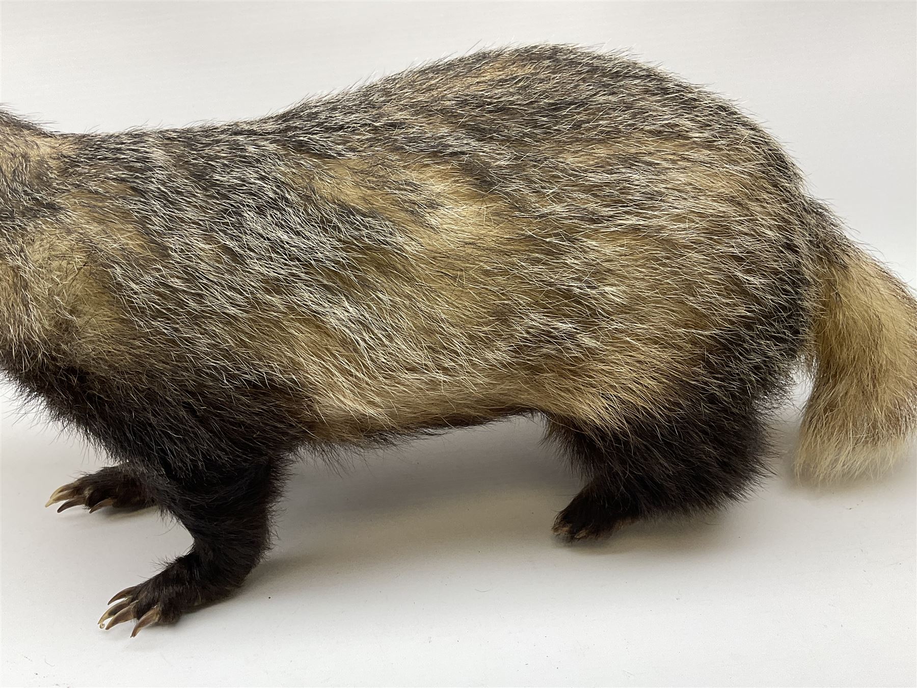 Taxidermy: European badger (Meles meles) full mount in walking position L82cm. 