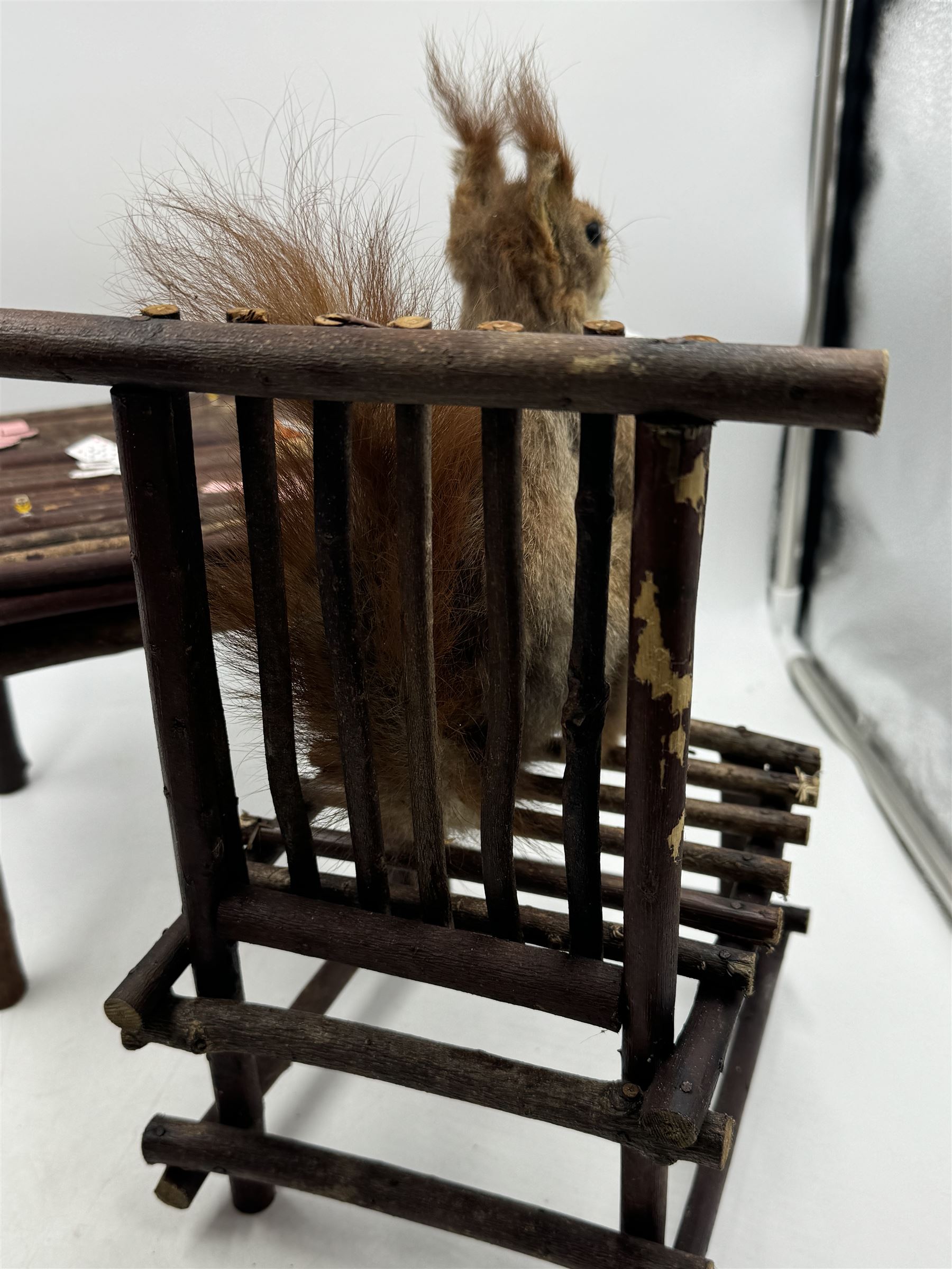 Anthropomorphic Taxidermy: Two red squirrels (Sciurus vulgaris), both seated upon a chair holding playing cards, one smoking a pipe 