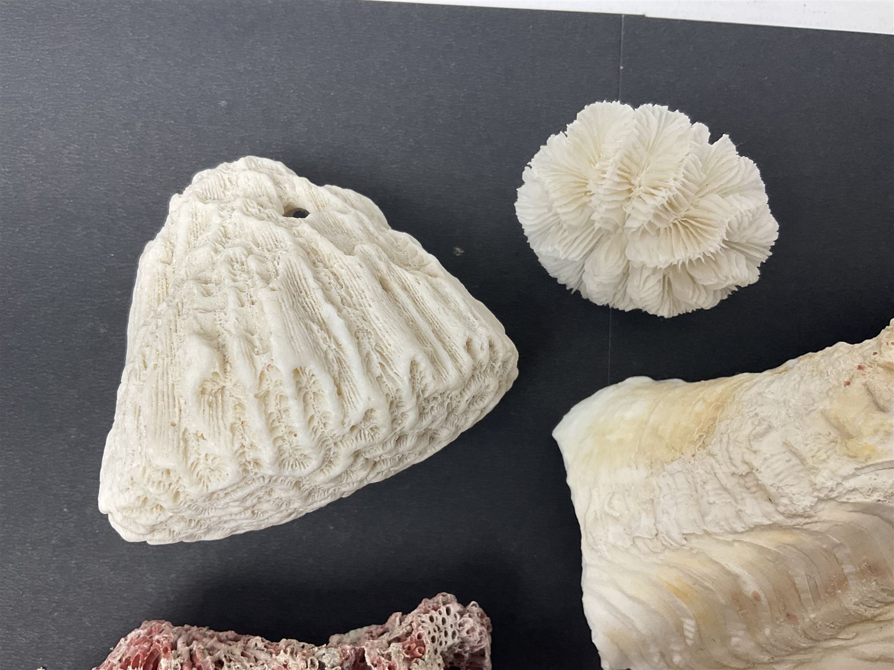 Conchology: collection of dried coral specimens together with a large collection of shells including cowrie shell, etc 