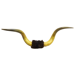  Taxidermy - Pair large Victorian mounted cow horns, W142cm    