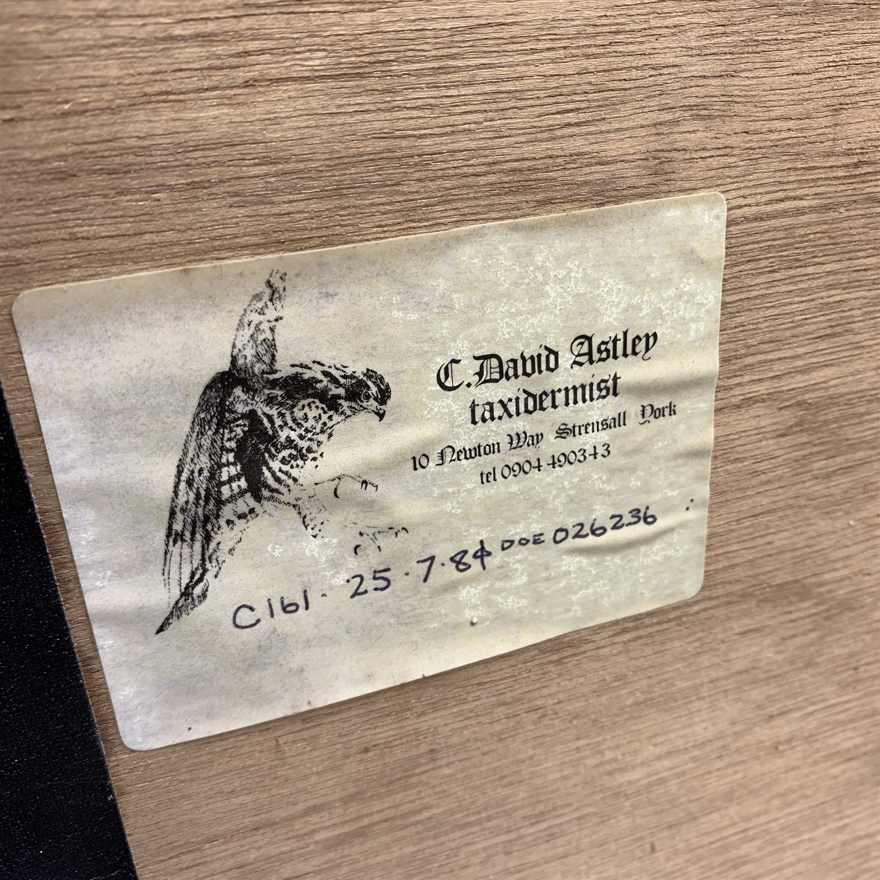 Taxidermy: 20th century cased Cuckoo (Cuculus canorus), looking over a birds nest containing faux eggs, set against a naturalistic backdrop detailed with roots, moss and grass, enclosed within a five pane display case upon frame mount, with taxidermist paper label verso detailed David Astley Taxidermist, H32cm L47cm D19cm 