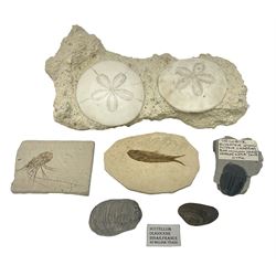 Two Scutella echinoids in a matrix, age; Oligocene period, location; Dinan France, together with a trilobite in matrix, and three other fossils  