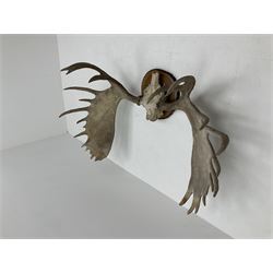 Antlers/Horns: North American Moose Antlers (Alces alces), adult bull moose antlers upon tree section plaque, overall approximately H95cm L135cm