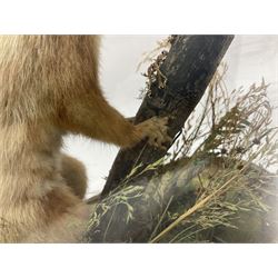 Taxidermy: Victorian cased Red Squirrel (Sciurus vulgaris), full mount adult, upon a tree branch with a naturalistic ground, enclosed beneath a period oval glass dome with ebonised base, raised upon four bun feet, H36cm 