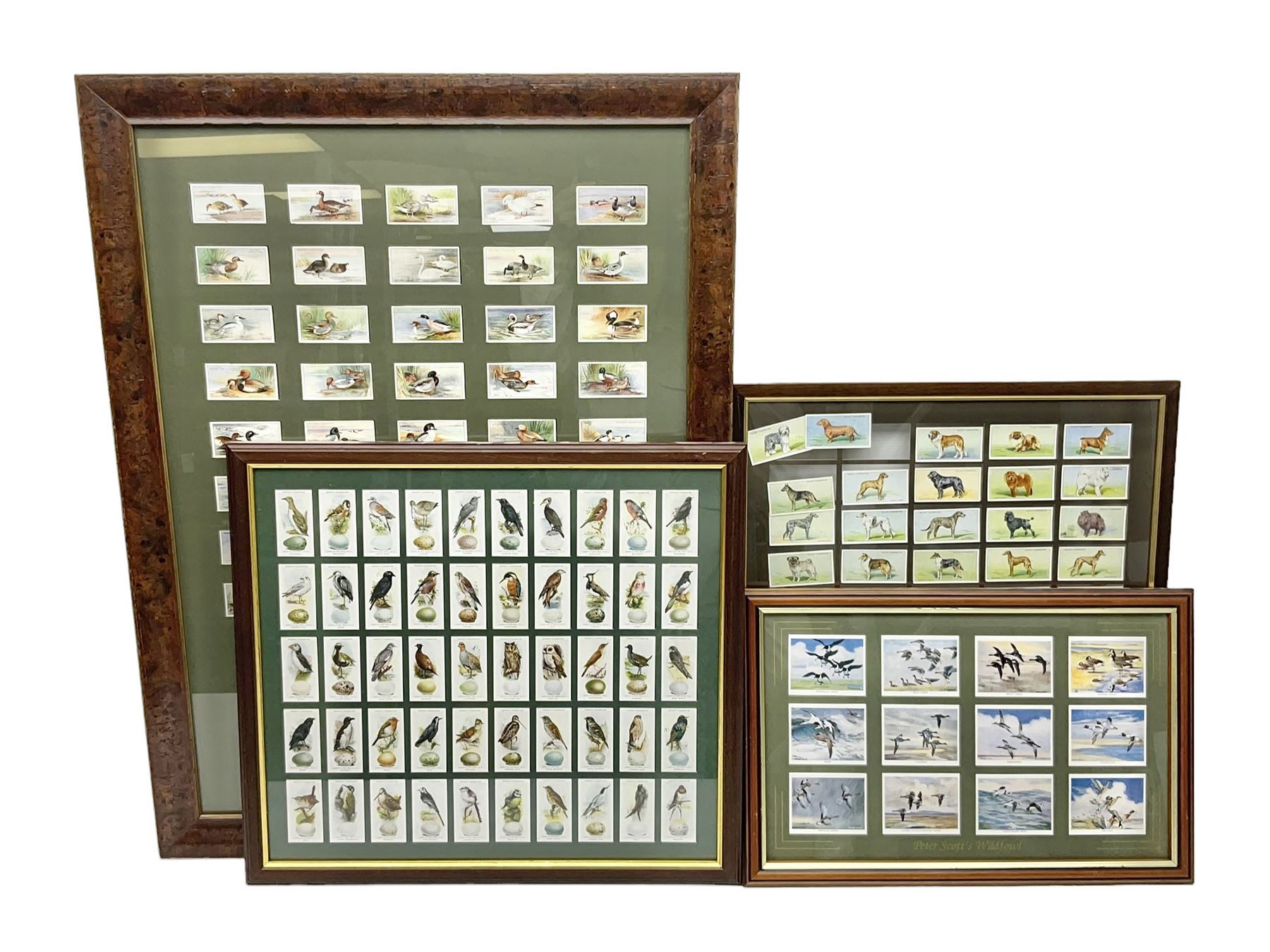 Four mounted and framed sets of cigarette cards comprising Players Game Birds & Wild Fowl; Ogdens British Birds & Their Eggs; Wills Dogs; and reproduction Players Peter Scott's Wildfowl; various frames (4)