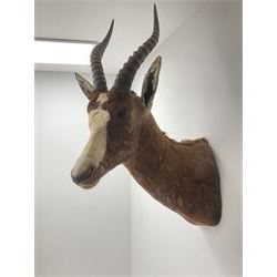 Taxidermy: Blesbok (Damaliscus phillipsi), adult male shoulder mount, approximately H85cm