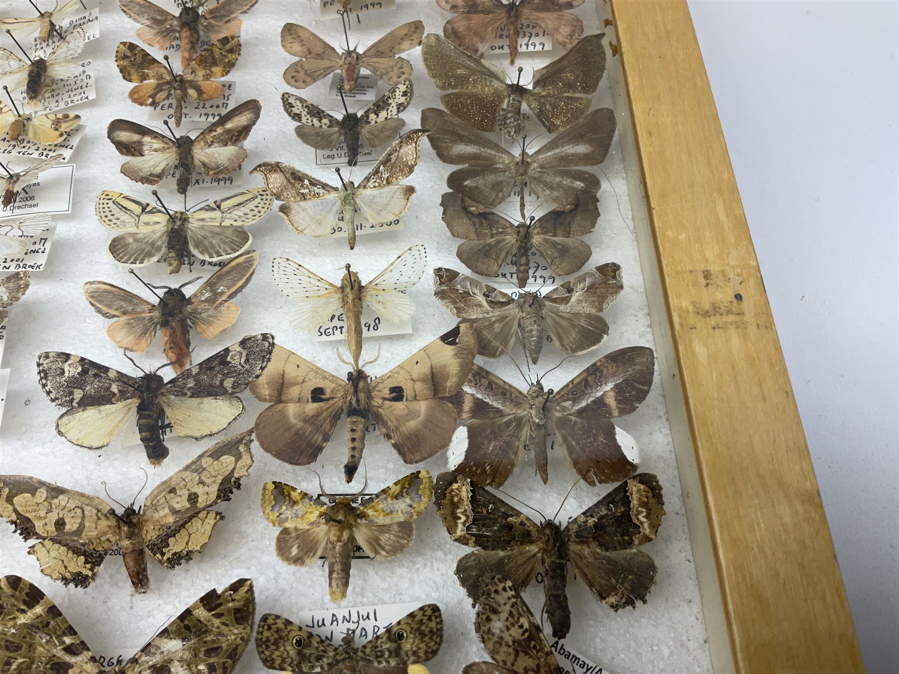 Entomology: Glazed entomology collector's drawer display of African and Asian butterflies and moths, a colourful display of one hundred and twenty six assorted specimens, collected from various regions of Africa and Asia, each with attached data labels, H50cm, W40cm
