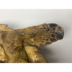 Taxidermy: Hawksbill Sea Turtle (Eretmochelys imbricata), juvenile full mount, beak to shell base, 40cm