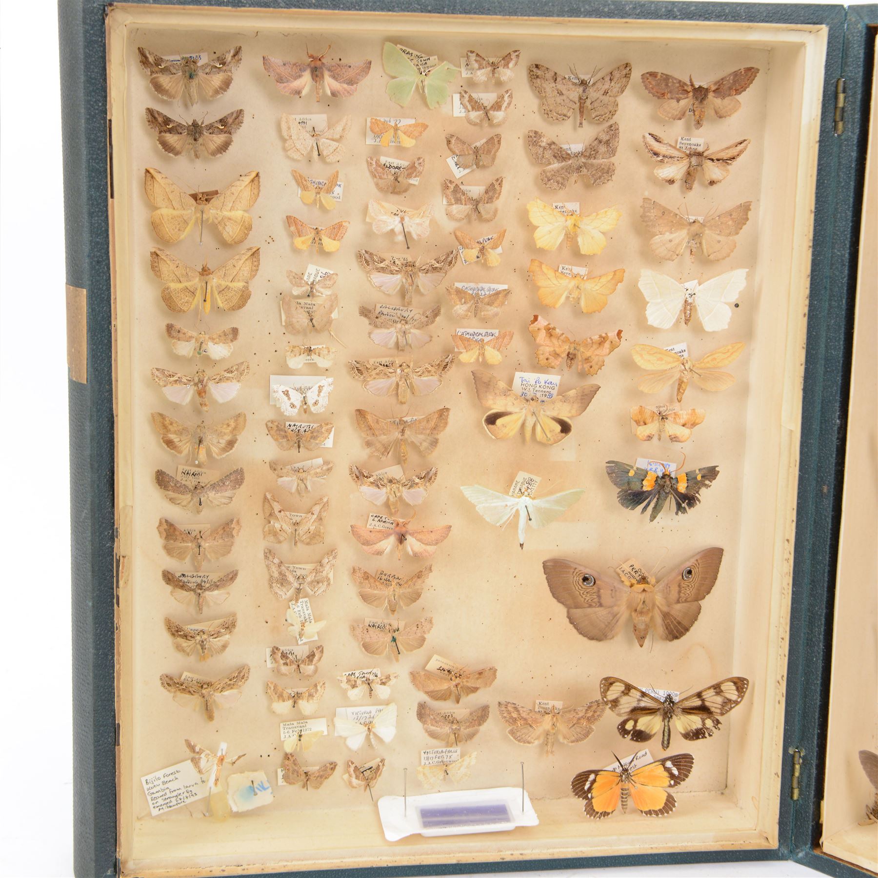 Entomology: Victorian storebox of World Moths, with approximately nine-five  20th century fourteen specimens, with attached data labels, all pinned, the storebox designed to look like two books when closed, storebox shut H33cm, L28cm
